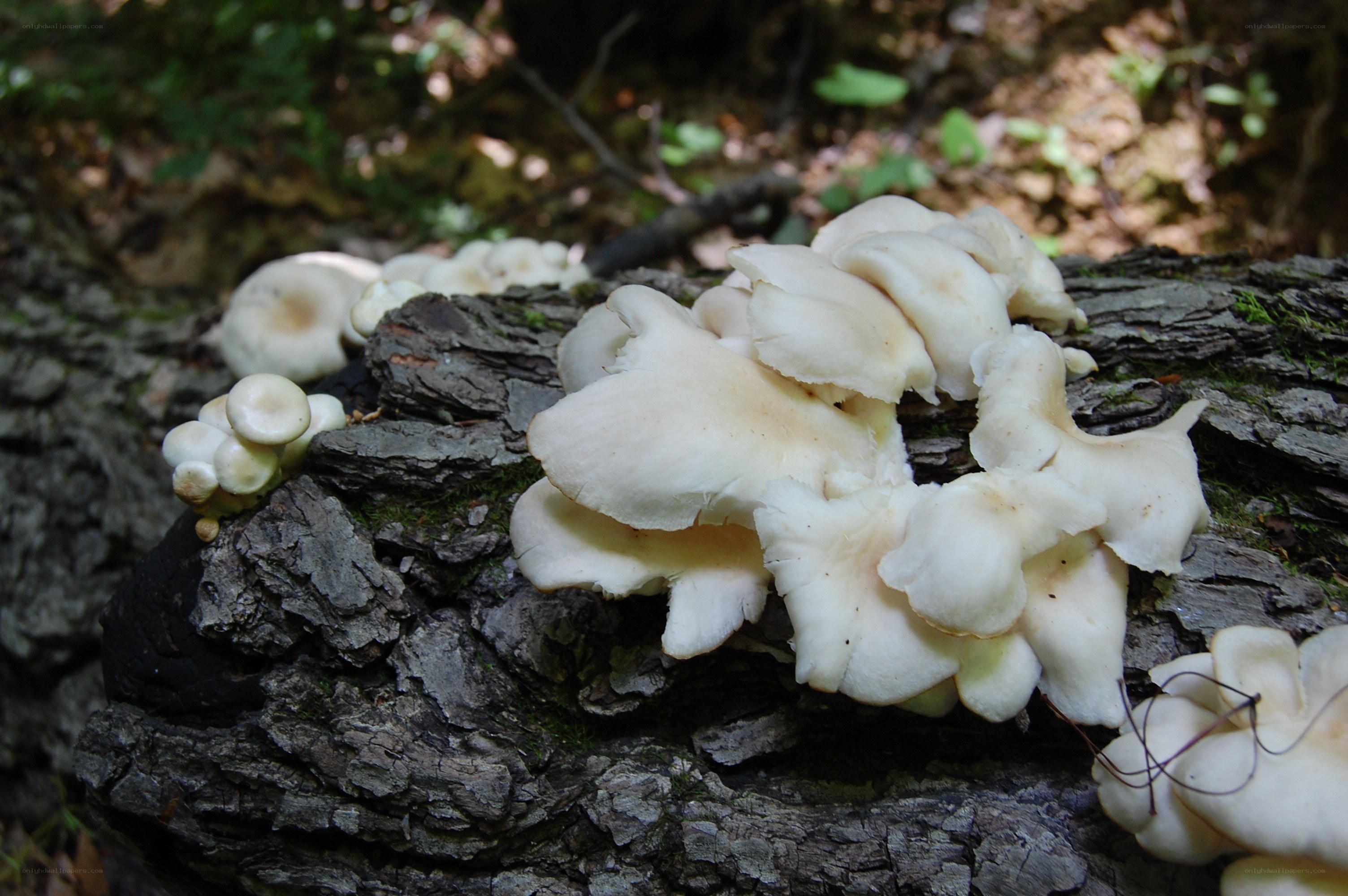 White mushrooms on a log