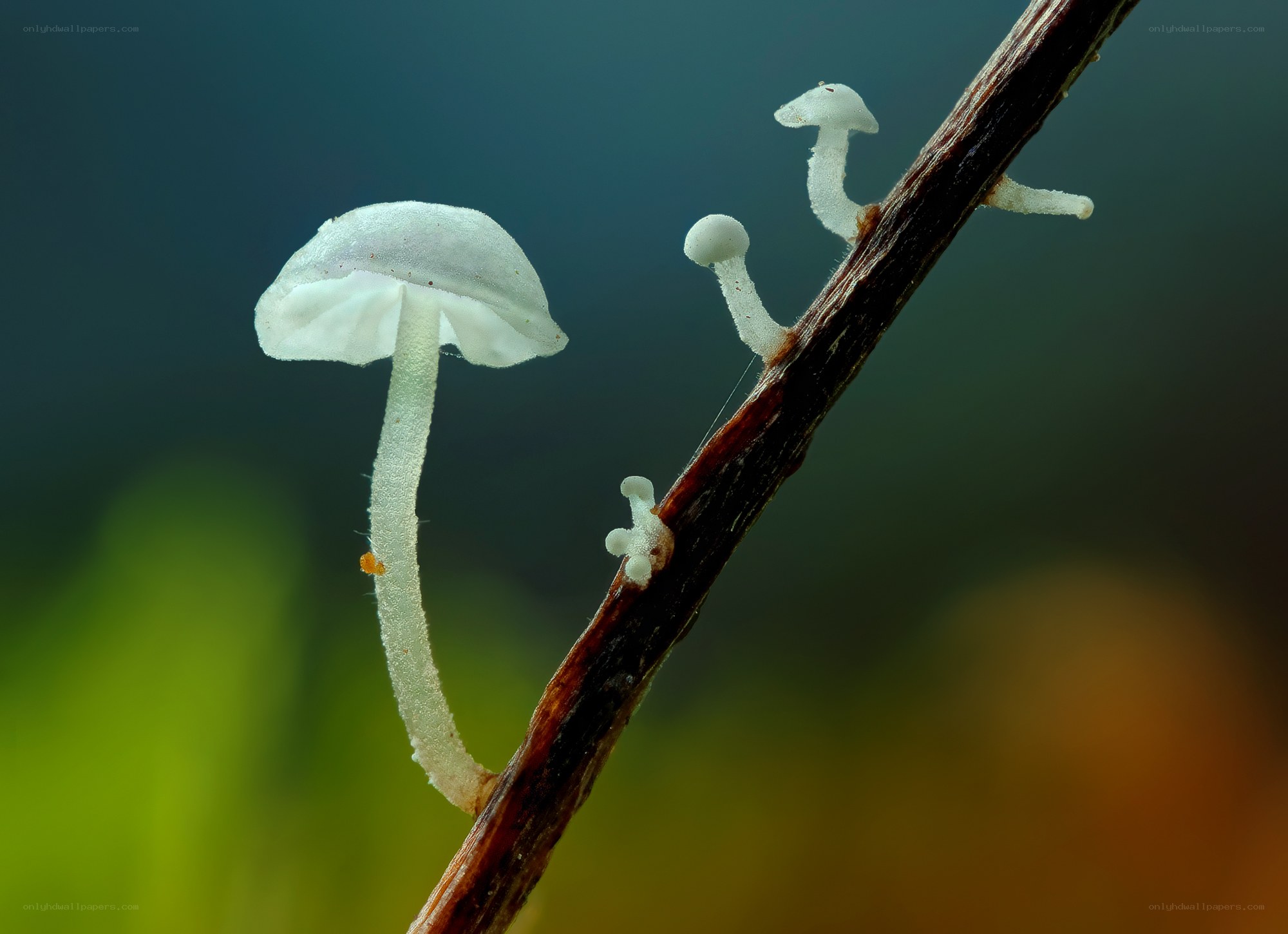 White mushrooms on a twig