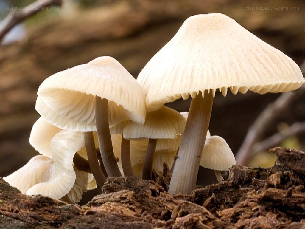 White mushrooms on decaying wood