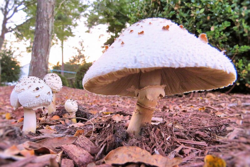 White Mushrooms on Ground