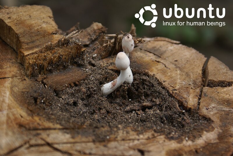 White Mushrooms on Log — Brown
