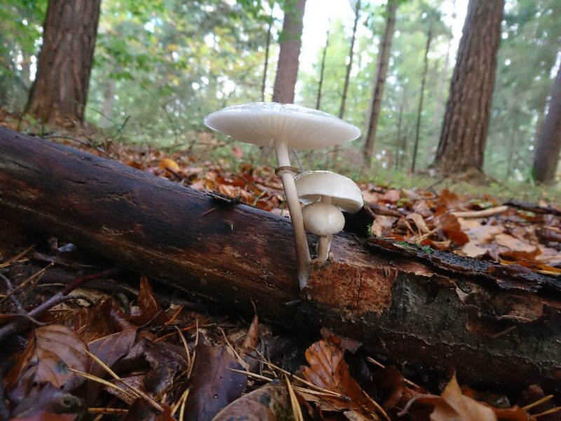White Mushrooms on Log