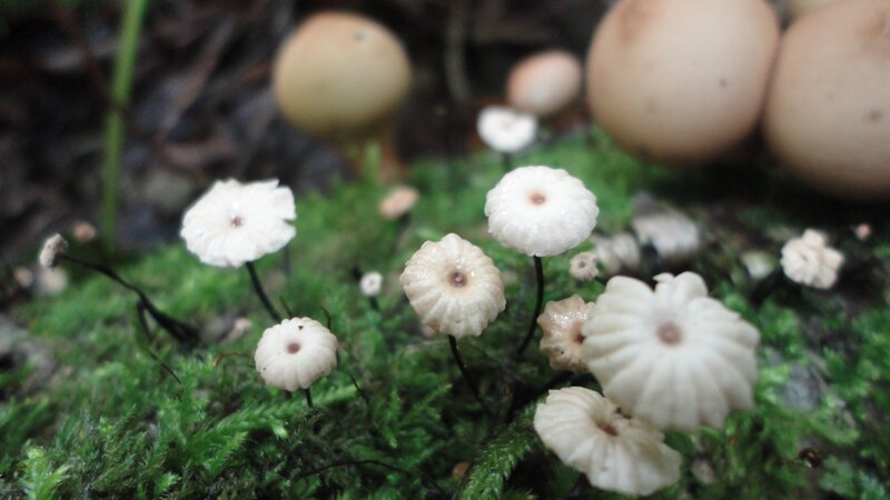 White mushrooms on moss
