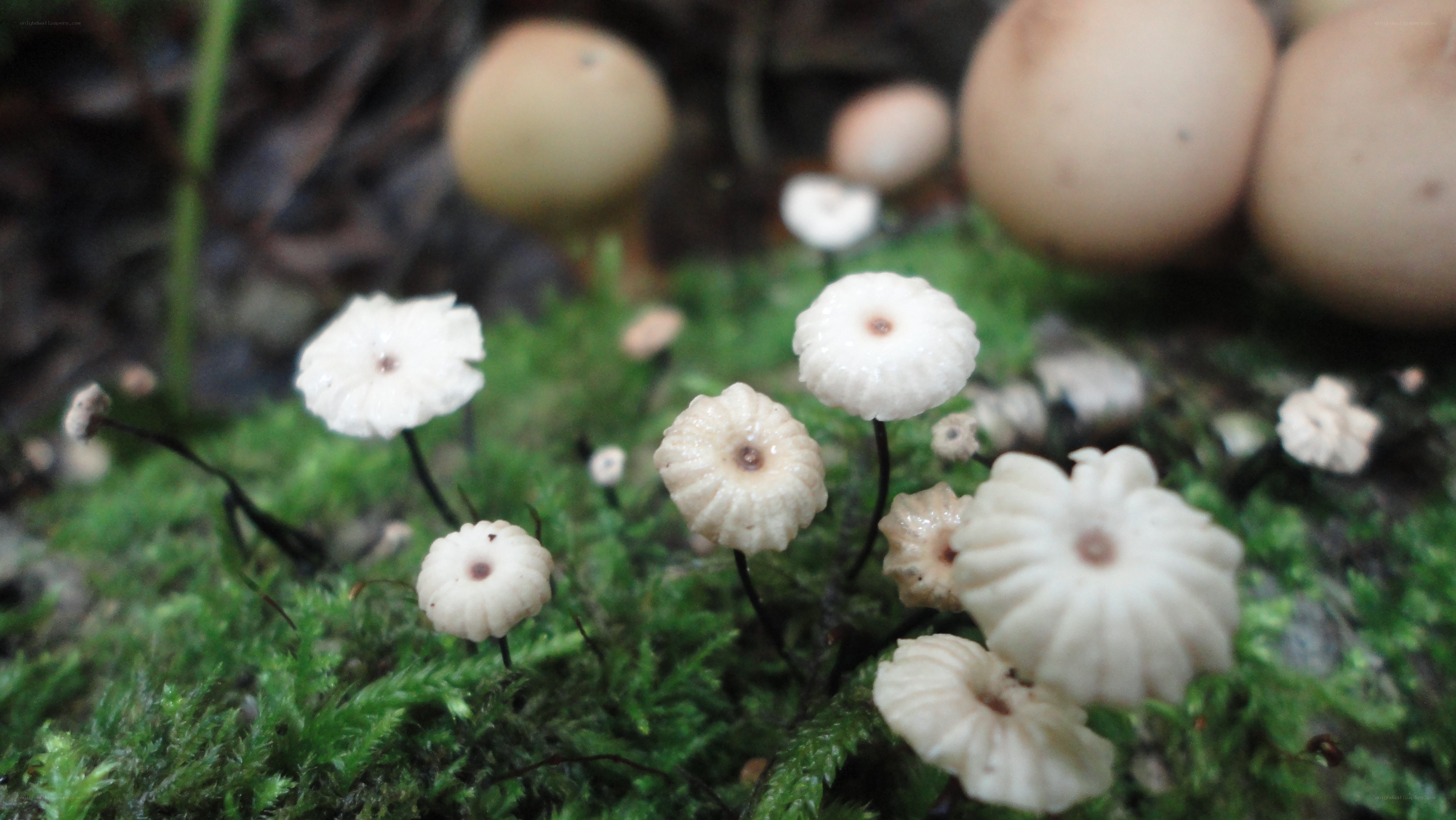 White mushrooms on moss