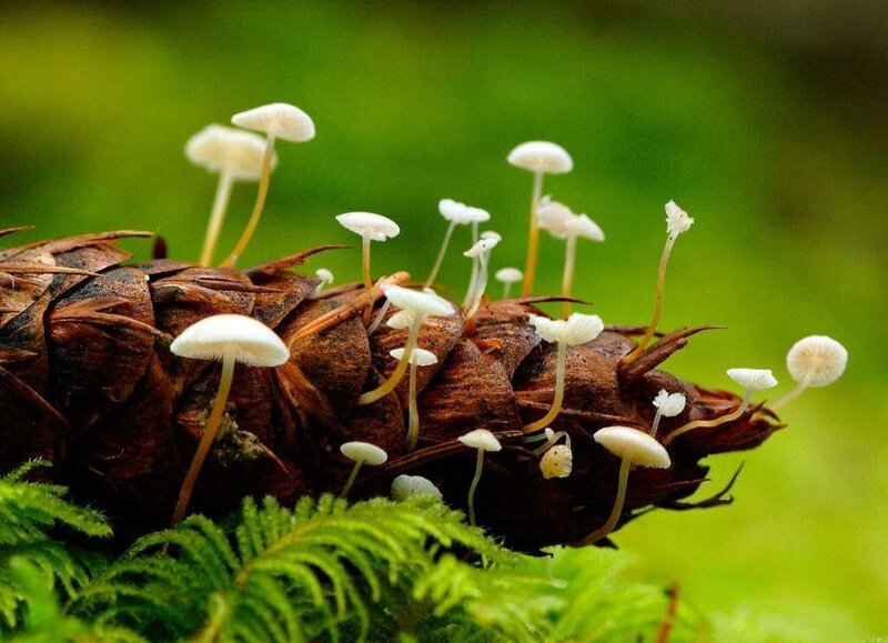 White Mushrooms on Pinecone