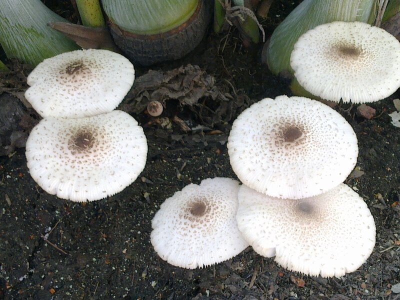 White Mushrooms on Soil