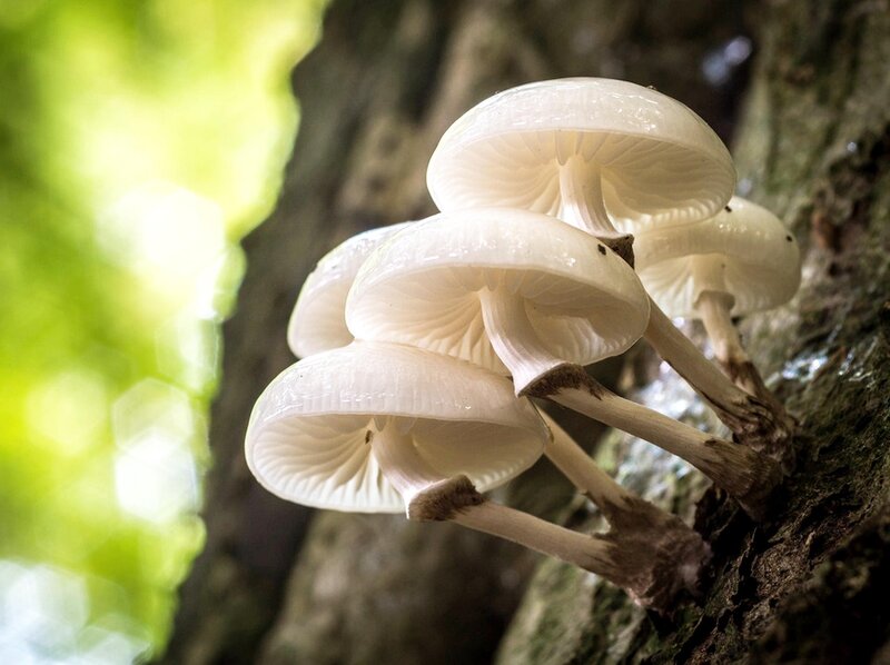 White Mushrooms on Tree — Serene
