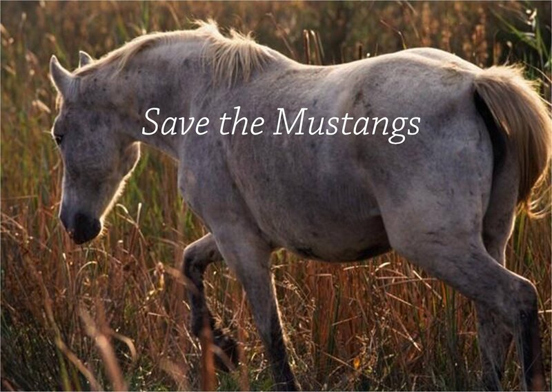White Mustang Horse