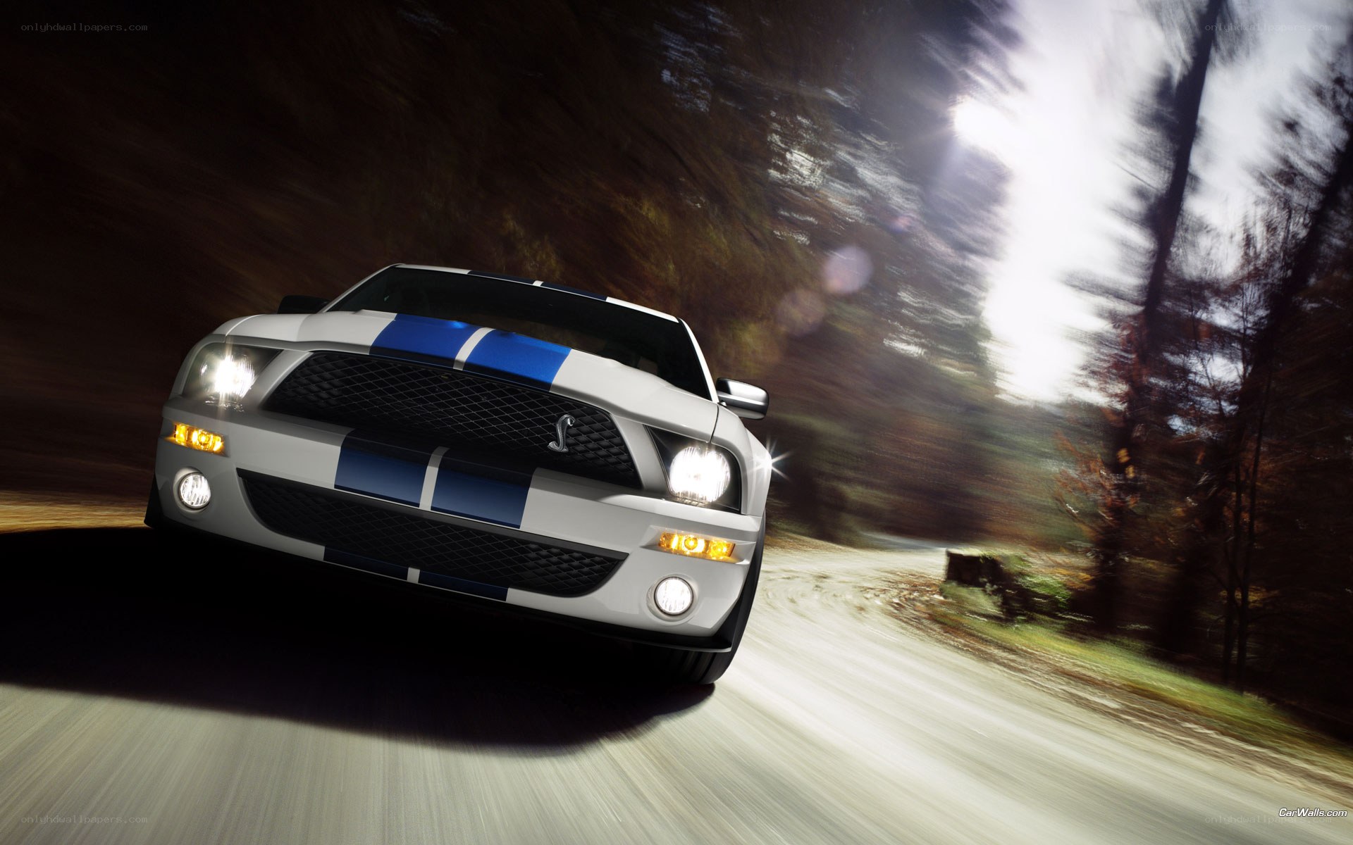 white mustang on forest road