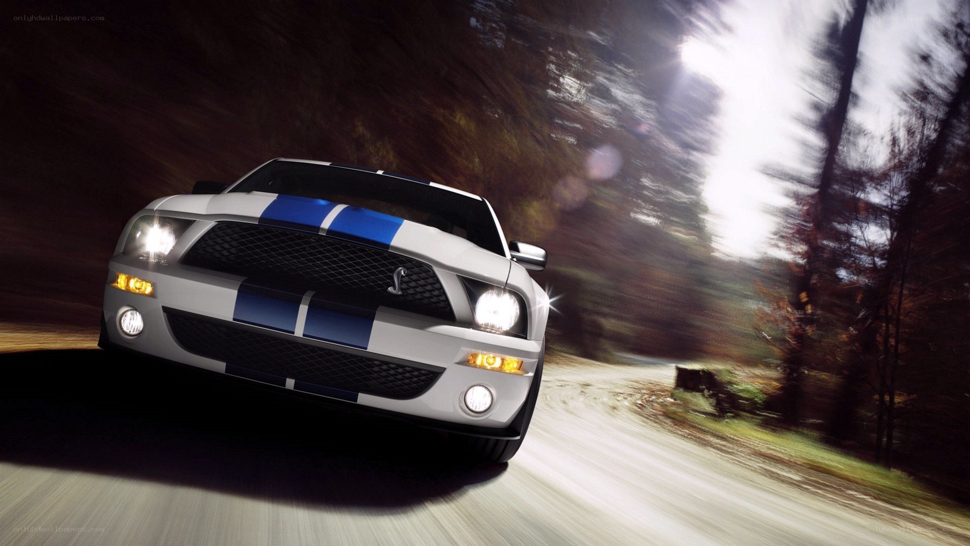 white mustang on forest road