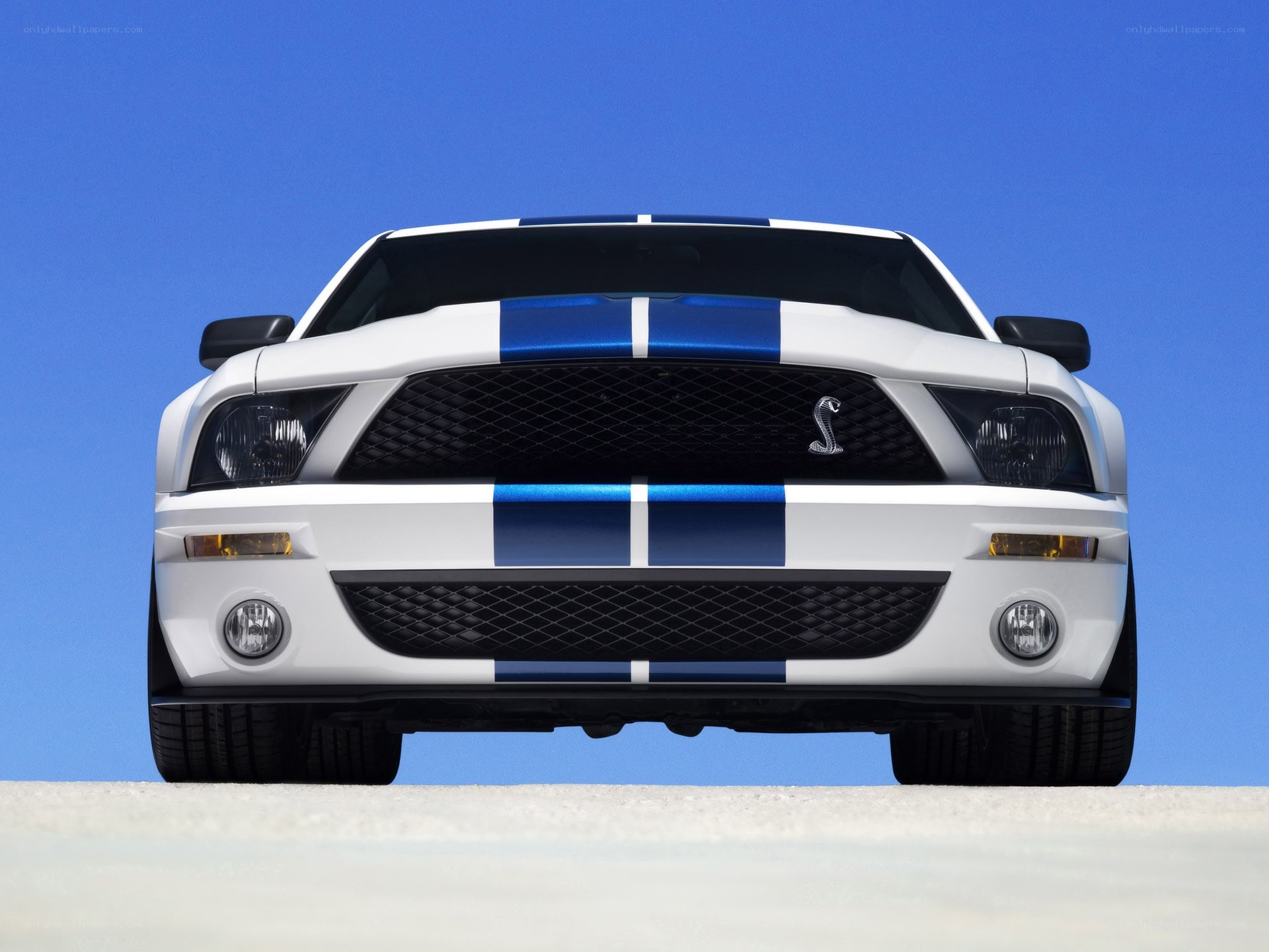 white mustang with blue stripes