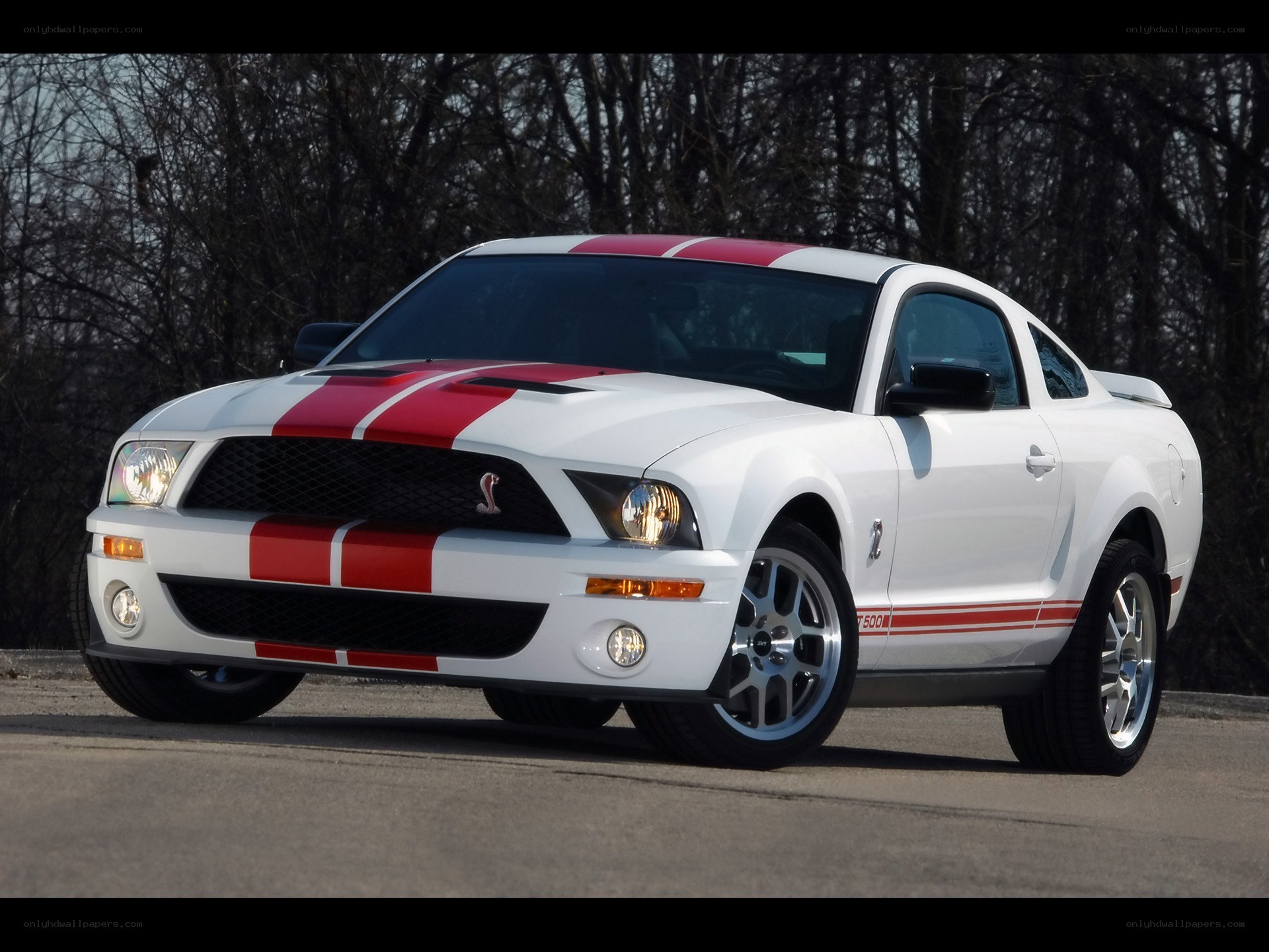 white mustang with red stripes