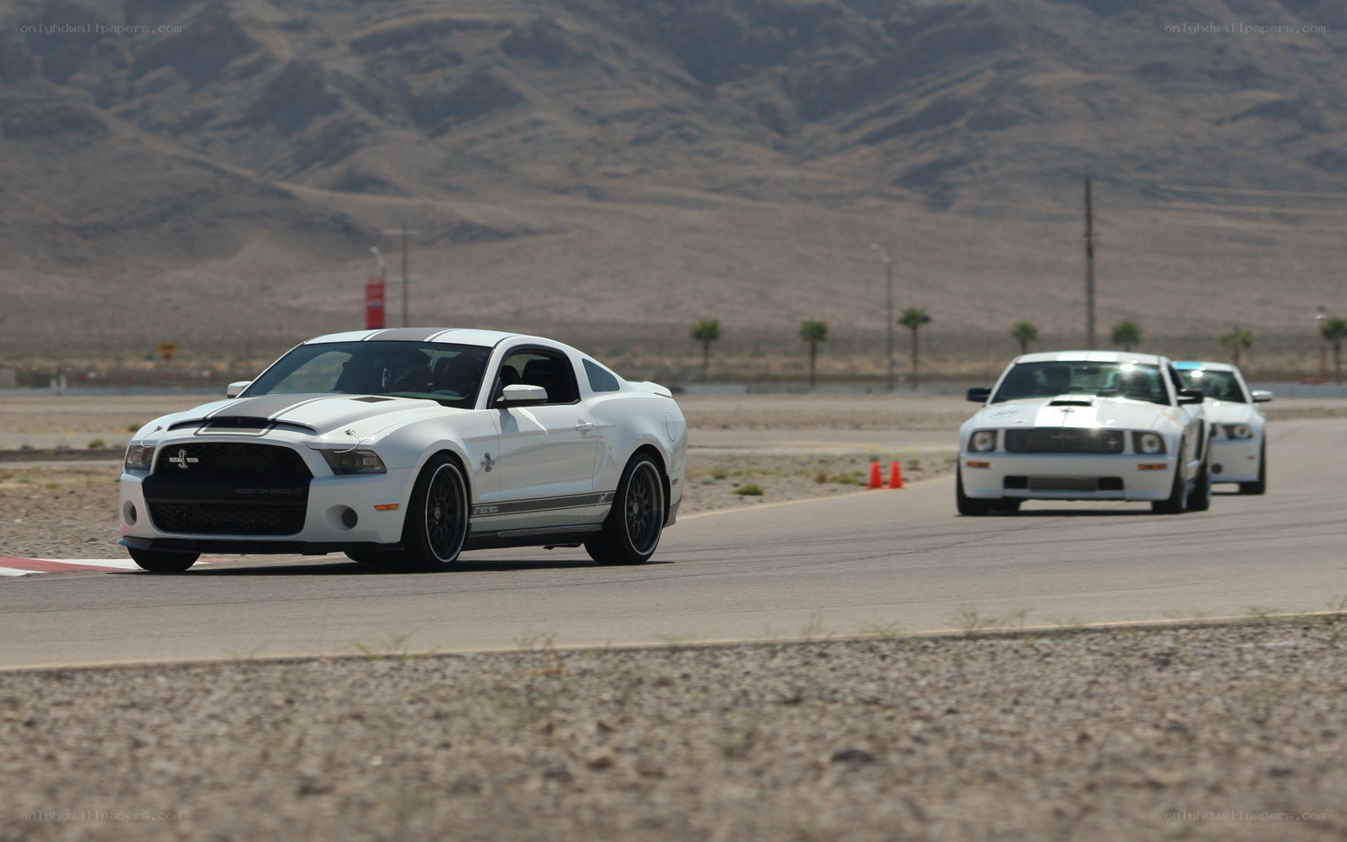 White Mustangs on a racetrack