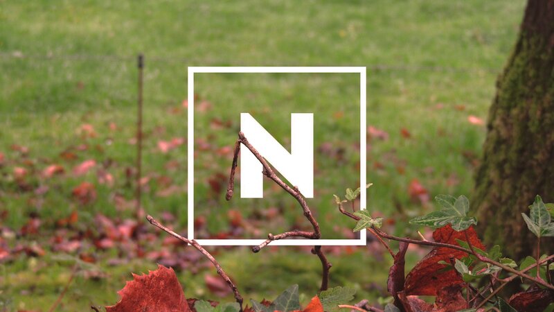 White N Logo on Branch