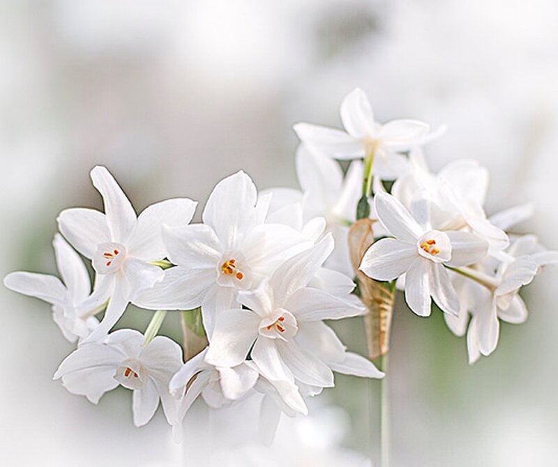 White Narcissus Flowers — Serene