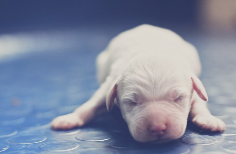 White Newborn Puppy