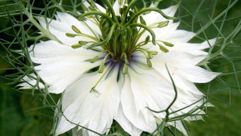 White Nigella Flower — Calm
