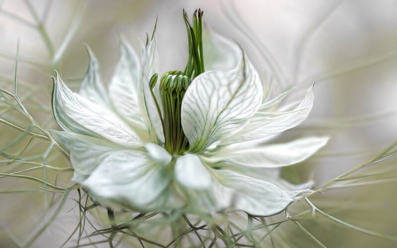 White Nigella Flower — Serene