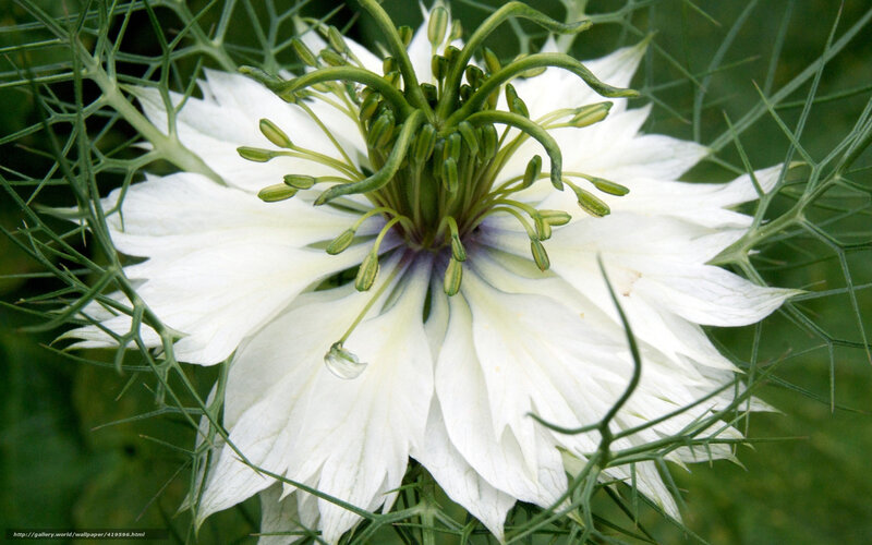 white nigella flower