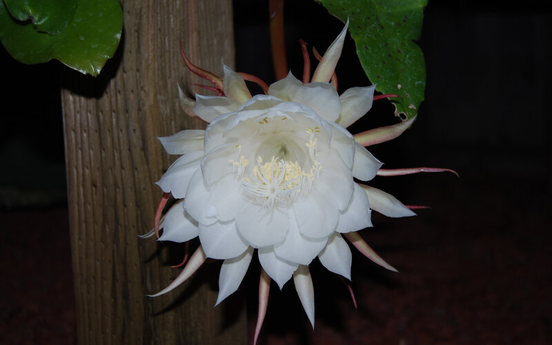 White Night-blooming Cactus Flower — Serene, Night