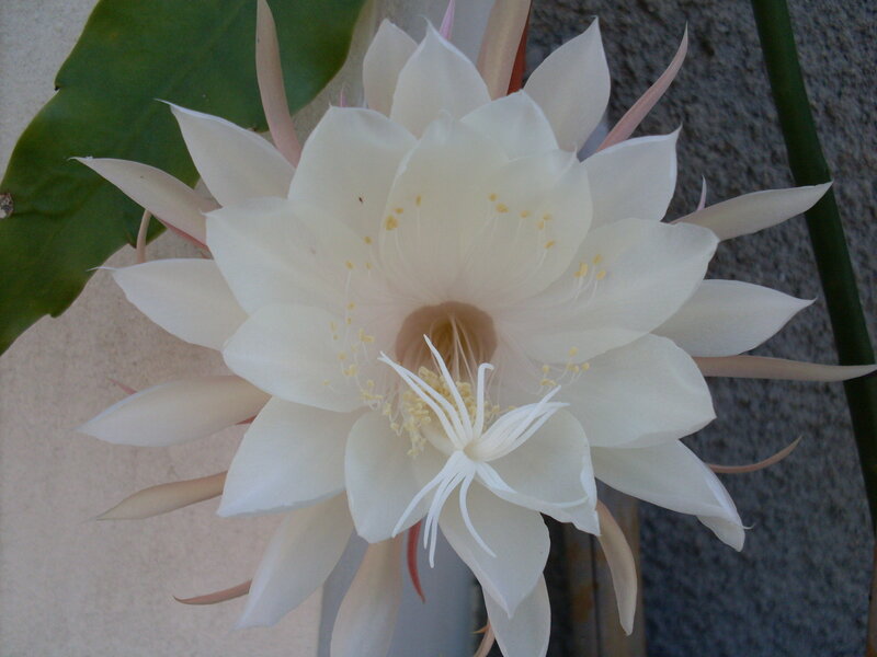 White Night-blooming Cactus Flower — Serene