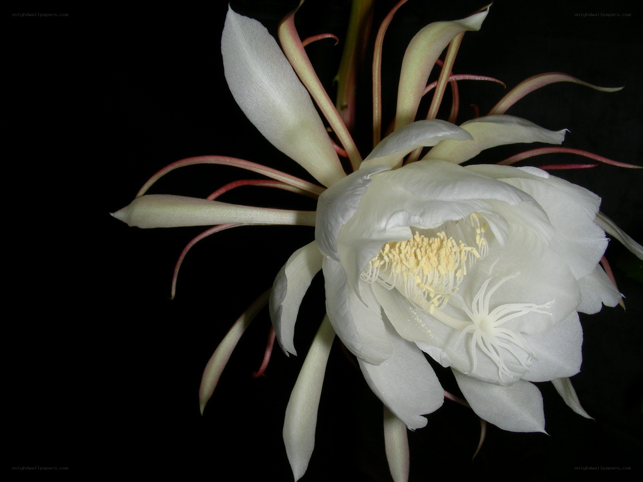 white night-blooming cereus flower