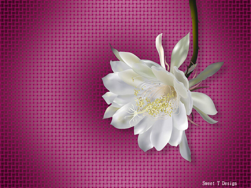 White Night-blooming Cereus — Magenta