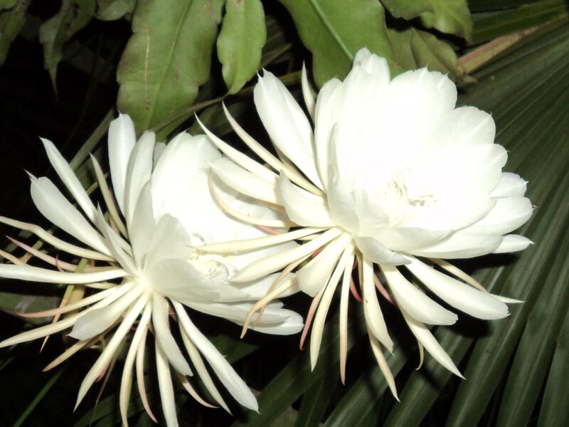 White Night-blooming Cereus — Serene