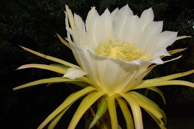 white night-blooming cereus