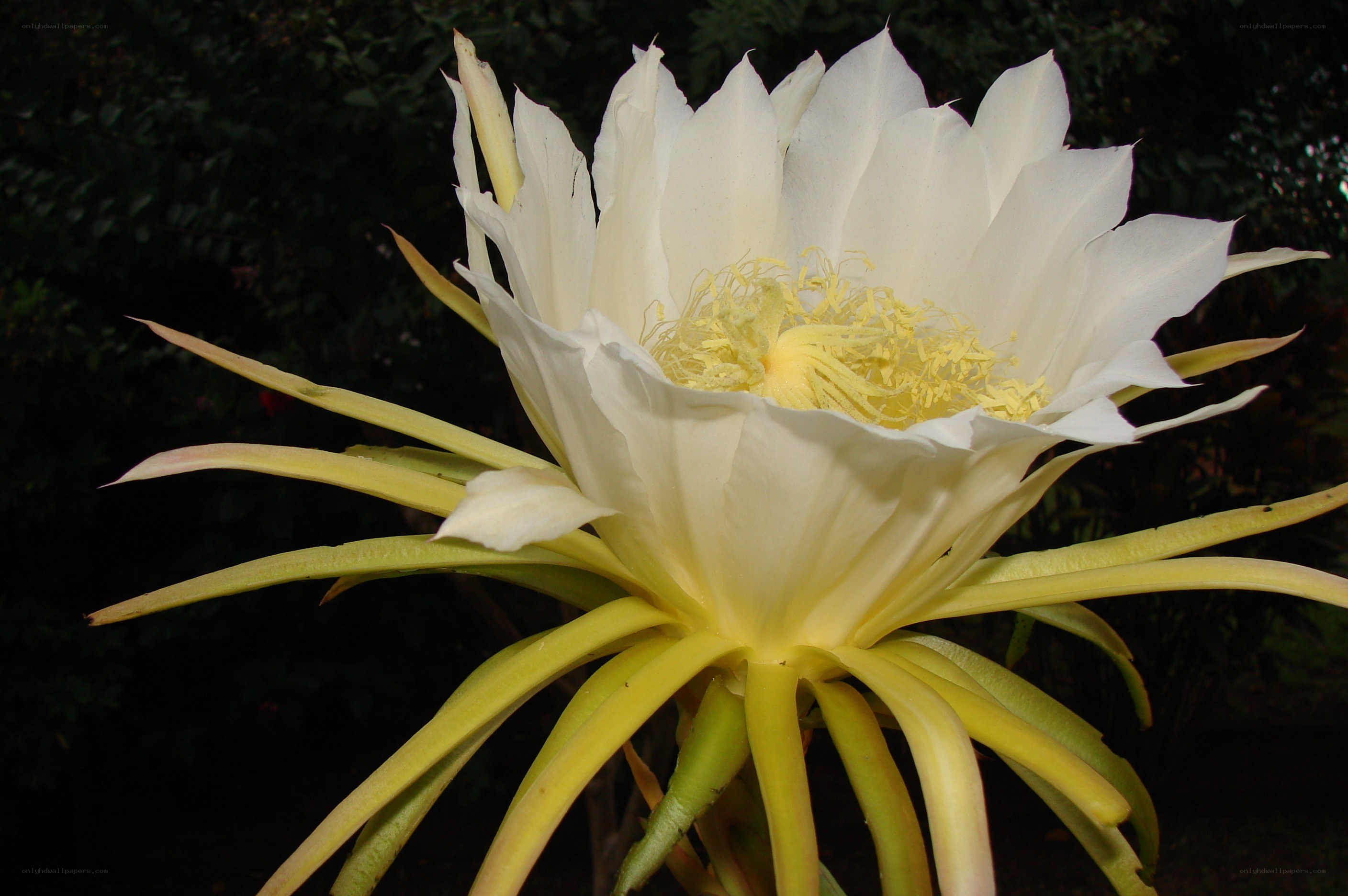 white night-blooming cereus
