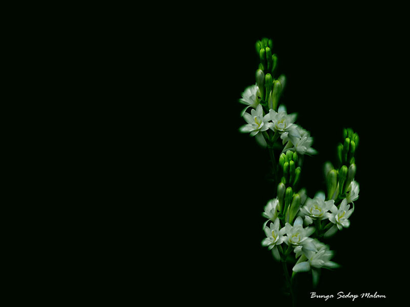 White Night-blooming Flowers