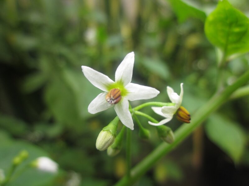 White Nightshade Flower