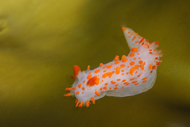 White Nudibranch with Orange Spots