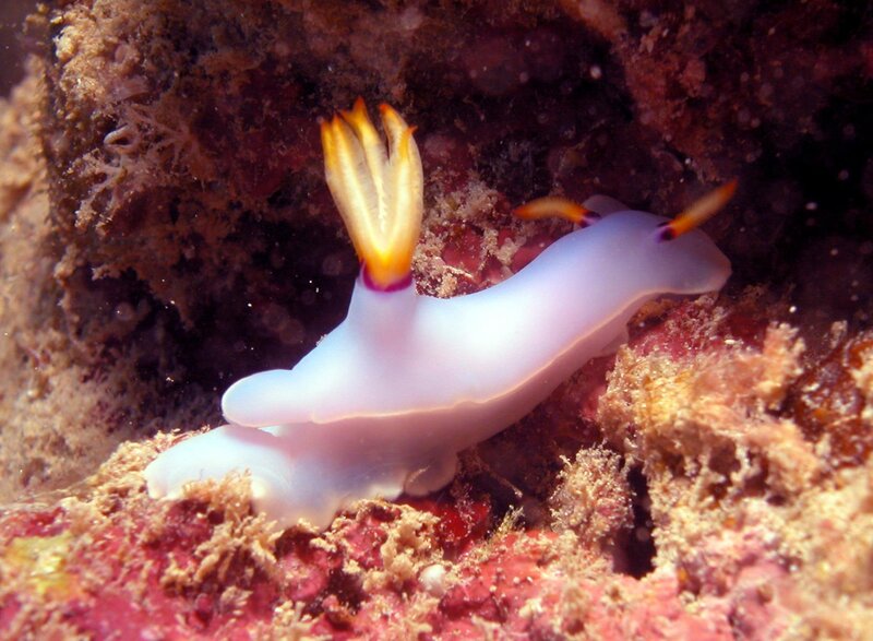 white nudibranch with yellow appendages