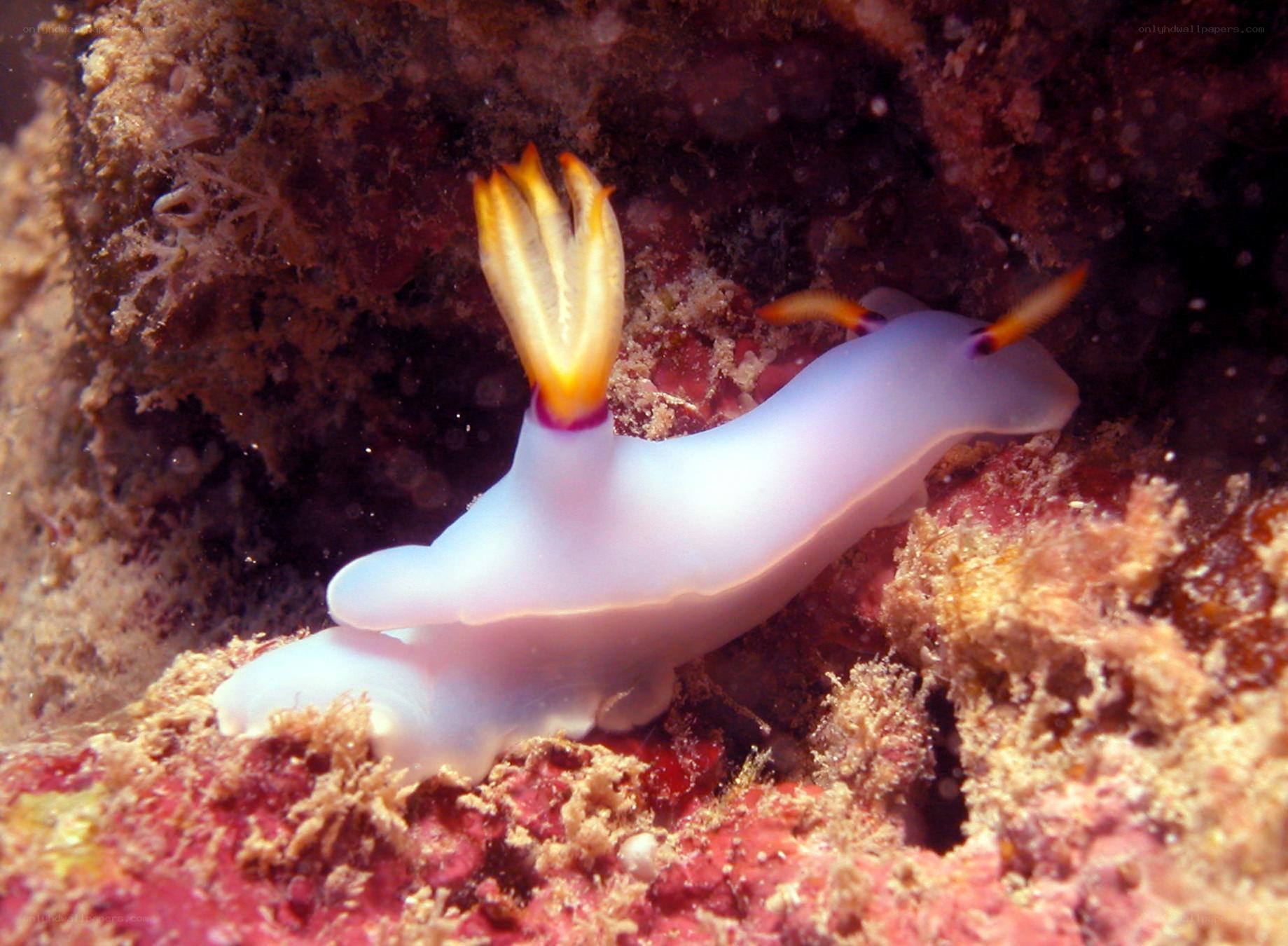 white nudibranch with yellow appendages