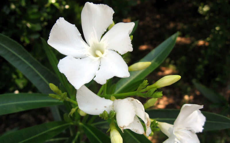 White Oleander Flower — Calm