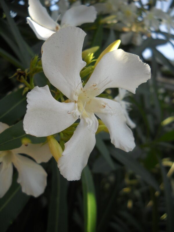 white oleander flower