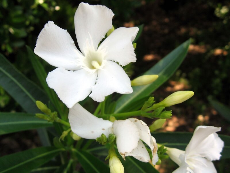 white oleander flowers
