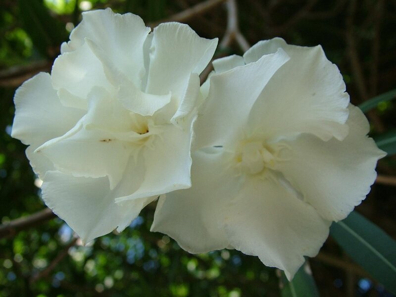 White Oleander Flowers — Calm