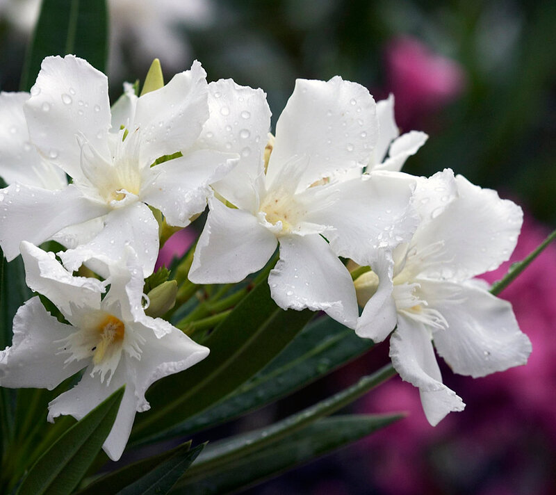 White Oleander Flowers — Serene