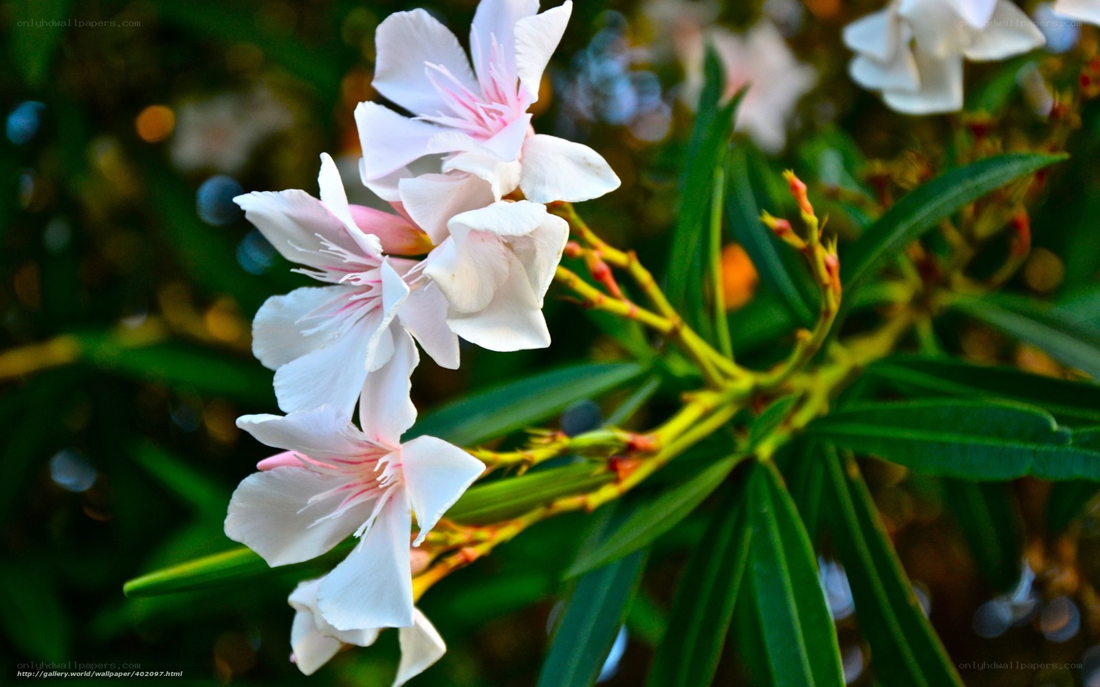 White Oleander Flowers
