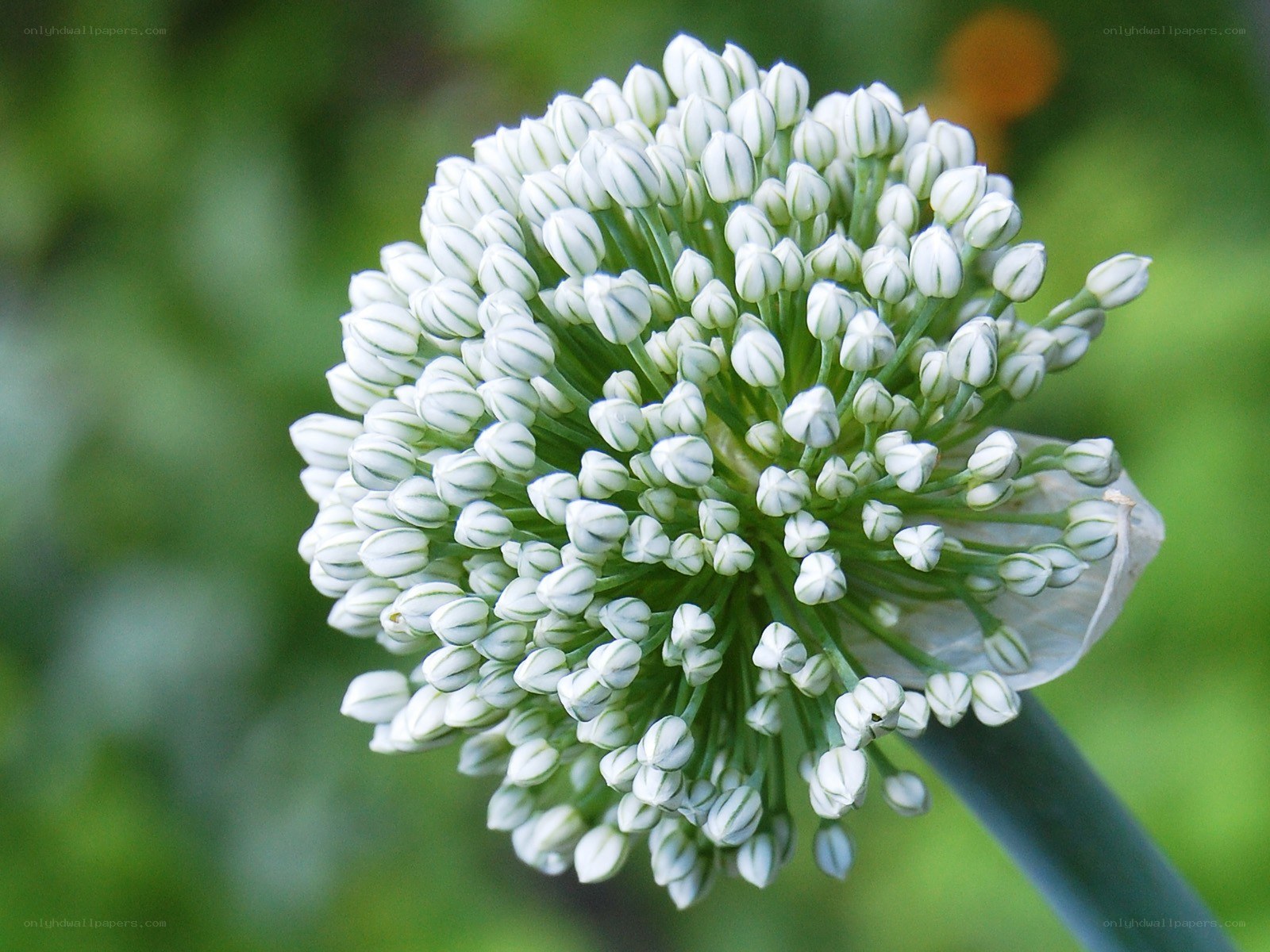 white onion flower bloom