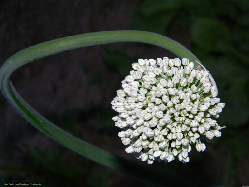White onion flower bloom