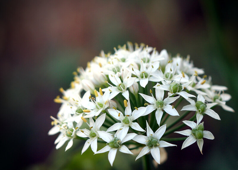White Onion Flower Cluster — Calm