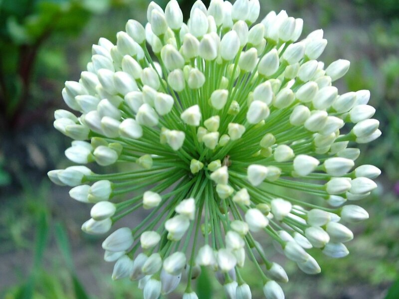 White Onion Flower