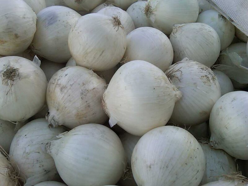White Onions in a Pile