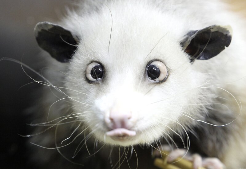 White Opossum Face — Curious
