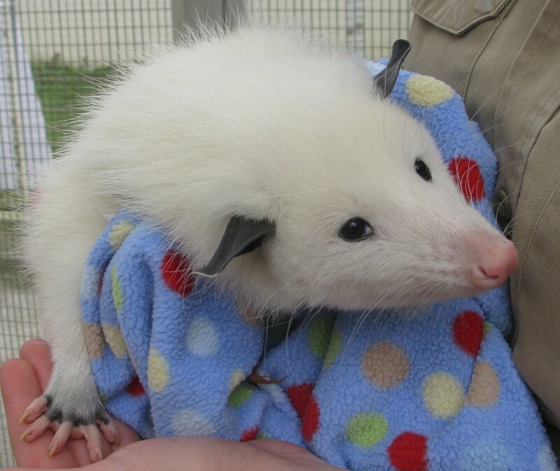 White Opossum in Blanket