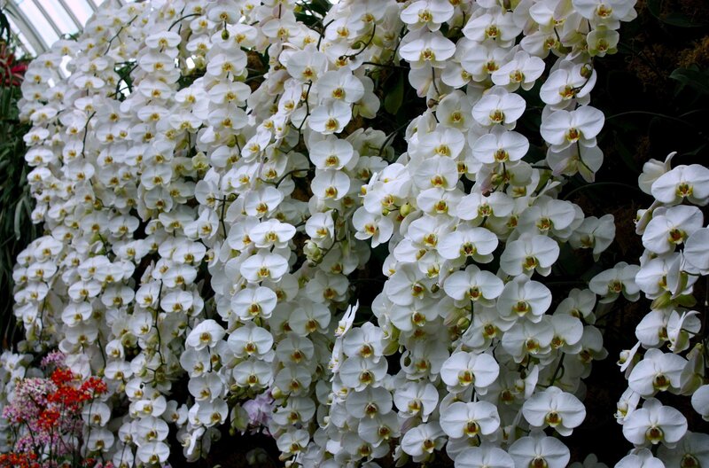 White orchid bloom display