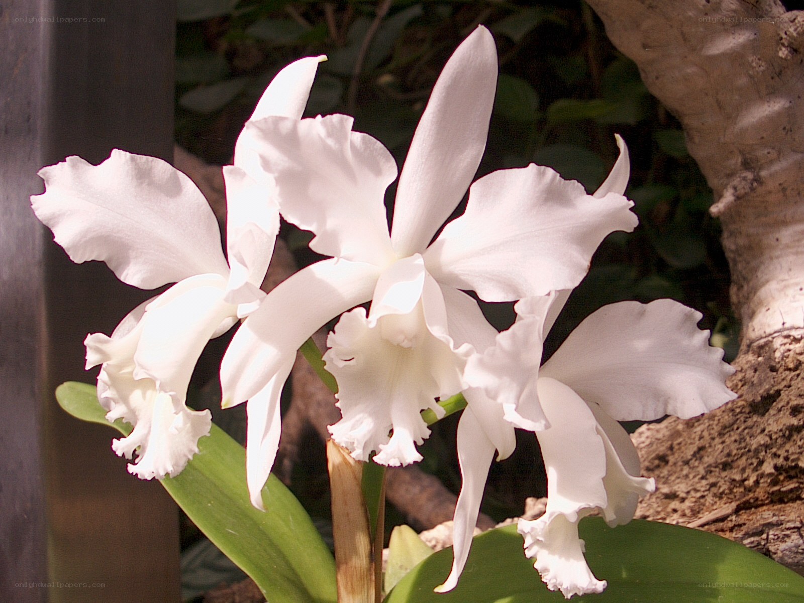 White orchid blooms